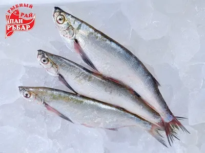 Чехонь - Fishmarket - Морские рыбы