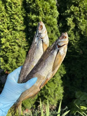Рыба моей мечты: как выбрать самых вкусных донских «королей» на  волгоградских рынках - 11 октября 2018 - v1.ru