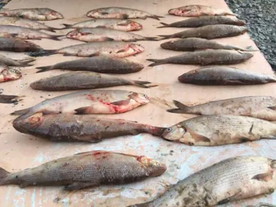 🐟 Чир купить - рыба чир цена за кг в Москве от 320 руб, доставка -  интернет-магазин Дикоед