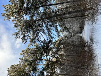 Щепкинский лес фото фото