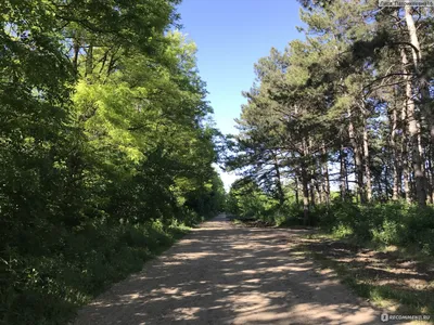 Россия, Ростов-на-Дону, Щепкинский лес - «🌳🌲В лес сходили, словно в  сказке побывали😍 Важно побыть в гармонии с самим собой и с природой.» |  отзывы