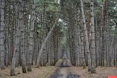 В Щепкинском лесу Фото Владимир Лубянский | Instagram