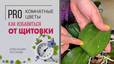 Щитовка на комнатных растениях: фото, описание, как избавиться от вредителя  на растениях