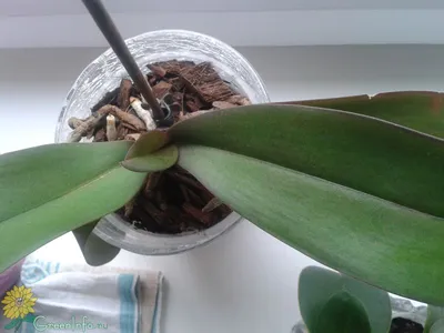 Scale insect control on phalaenopsis orchid... What can I do apart from  physically wiping them off? (Indoor, UK) : r/orchids