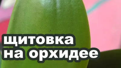 Как распознать болезнь или вредителя на орхидеях