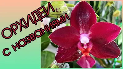 больше о растениях в инсте: kirgisska #орхидеи #щитовка #спасаем #отда... |  TikTok