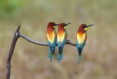 Щур - eBird