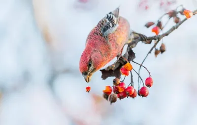 щур обедает. Фотограф Марина Мочалова