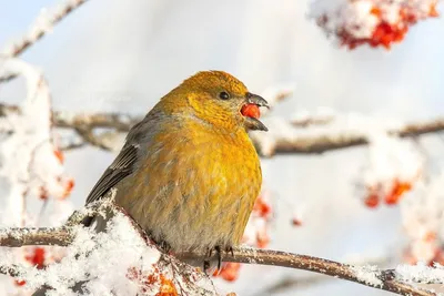 Обыкновенный щур / Pine grosbeak (Pinicola enucleator) | Птицы мира |  ВКонтакте