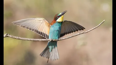 Yulka - Золотистая щурка или пчелоедка (Merops apiaster) —... | Facebook