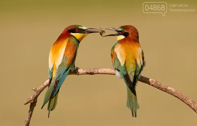 Золотистая щурка - Merops apiaster - Bee-eater - YouTube
