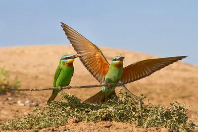 Золотистая щурка - eBird