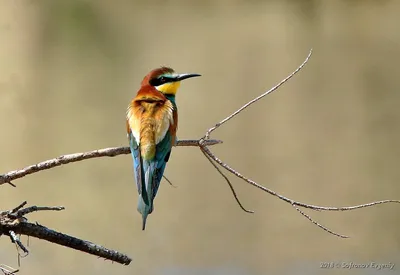 Любители птиц - Нубийская #щурка, или пурпурная щурка / Northern carmine  bee-eater (лат. Merops nubicus) Размеры взрослой птицы 36—39 см. Нубийские  щурки — общественные птицы. Их гнездовые колонии чаще всего насчитывают от