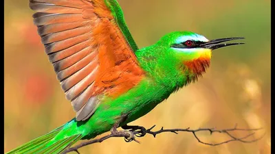 Зелёная щурка - eBird