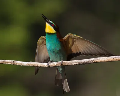 European bee-eater is amazingly beautiful, bright bird | Film Studio Aves -  YouTube