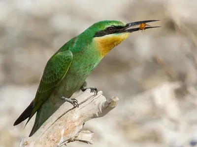 Любители птиц - Нубийская #щурка, или пурпурная щурка / Northern carmine  bee-eater (лат. Merops nubicus) #Фото #birdslovers #птицы | Facebook