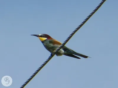 Щурка зелёная (Merops persicus) | Film Studio Aves - YouTube