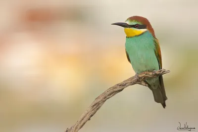 Rainbow bee-eater - Радужная щурка | Bird, Beautiful birds, Nature birds