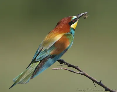 Золотистая щурка (Merops apiaster). Птицы Сибири.