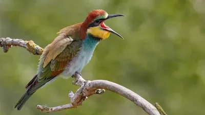 Золотистая щурка, или пчелоедка (Merops apiaster)