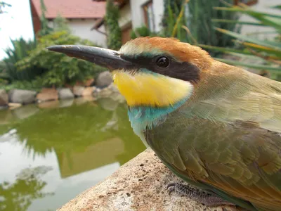 Золотистая щурка (Merops apiaster). Птицы Европейской России.