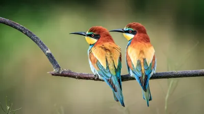Щурка 2012 | Фотографии птиц, Фотографии, Птицы