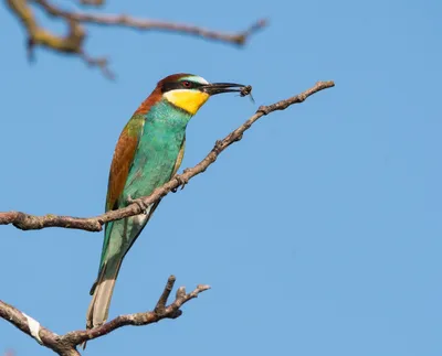 Фотокаталог птиц: Золотистая щурка (Merops apiaster)