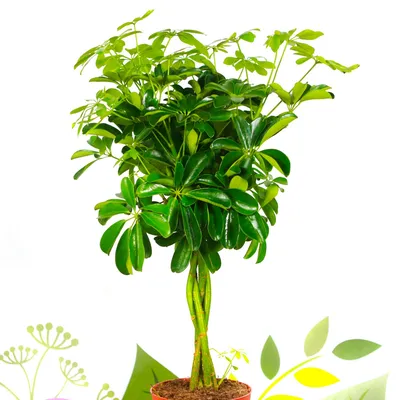 Купить Искусственное растение Шеффлера зонтичная пестрая, высота 140 см,  для напольного кашпо с доставкой
