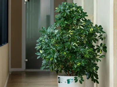 Шеффлера 🌿 Идеальный зелёный питомец для дома и офиса | 🌿Школа садоводов  ▷ Марии В. | Дзен