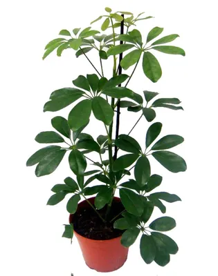 Schefflera ACTINOPHYLLA (Шеффлера): купить 3 семени c доставкой почтой 🌸  Адениум дома