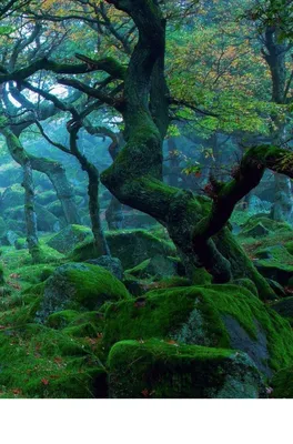 Самарський кур'єр - Шервудский лес Расположен к северу от города Ноттингем  в Англии, без преувеличения можно назвать самым известным лесом в мире. Все  благодаря легенде о Робин Гуде, зародившейся еще в Средние