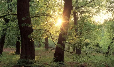 Шервудский лес: как живет бесхозный парк в центре Калининграда | Самые  горячие новости Калининграда 24 часа в сутки