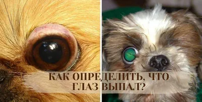 Узнайте склонен ли ваш питомец к выпадению глаз? | For Pet | Дзен