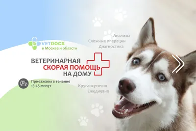Офтальмолог для кошек и собак в Москве ветцентр Воронцова