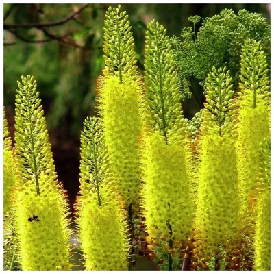 Эремурус, или Ширяш — род многолетних травянистых растений подсемейства  Асфоделовые семейства… | Instagram