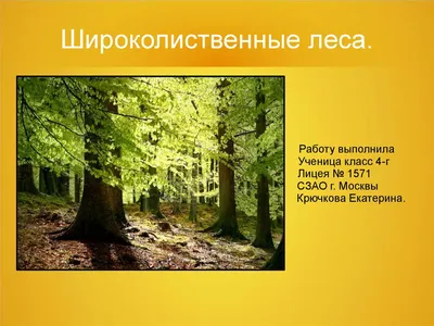 Плакат \"Животный мир смешанных и широколиственных лесов\": формат А3 –  купить по цене: 46,80 руб. в интернет-магазине УчМаг
