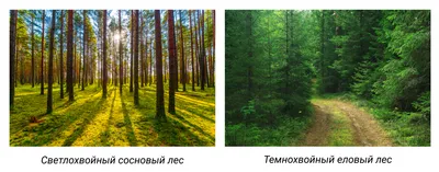 Государственный природный заказник «Широколиственные леса Подольского  лесничества» - Природоохранный фонд «Верховье»