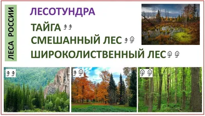 Облако знаний. Смешанные и широколиственные леса. Окружающий мир. 4 класс