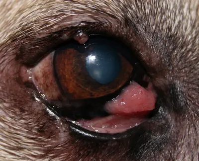 Шишка под глазом у кота, бесплатная консультация ветеринара - вопрос задан  пользователем Дарья Казак про питомца: кошка Без породы (домашняя кошка)
