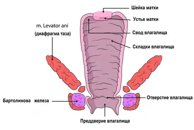 Варикоз в паху: диагностика и лечение ⋆ varicose.kiev.ua