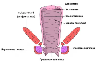 Почему болит правый бок и что с этим делать - Лайфхакер