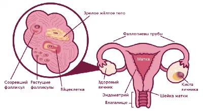 Зуд и покраснение мошонки: как избавиться? – Частная практика