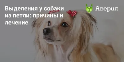 Воспаление параанальных желез у кошки - лечение воспаления ануса у кошки |  Royal Canin