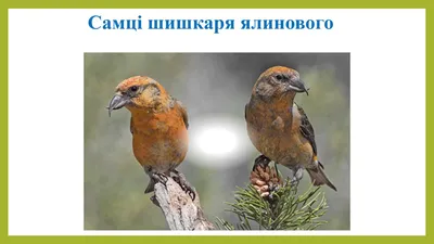 Шишкар ялиновий (Loxia curvirostra). Птицы Северной Евразии.