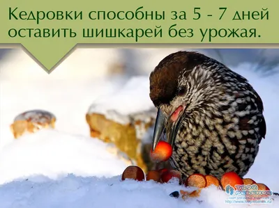 Птицы, Бердвотчинг Юго-западной Украины | Facebook