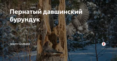 Шишкар білокрилий (Loxia Leucoptera) :: Пернаті друзі, птахи України,  орнітологія ::