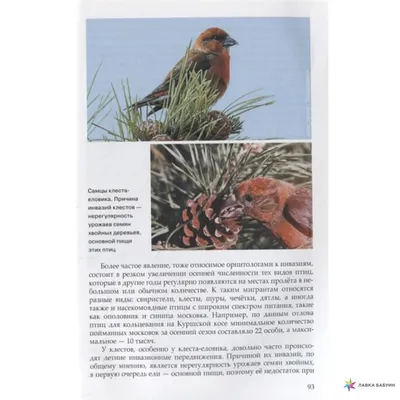 Клесты Птица — стоковая векторная графика и другие изображения на тему  Литография - Литография, Птица, Charadriiformes - iStock