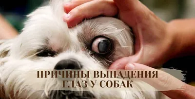 Узнайте склонен ли ваш питомец к выпадению глаз? | For Pet | Дзен