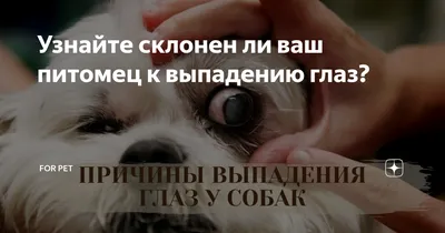 Узнайте склонен ли ваш питомец к выпадению глаз? | For Pet | Дзен