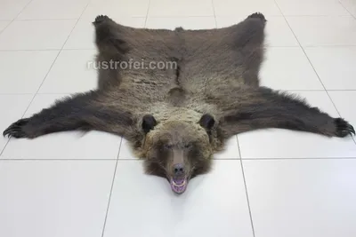 Купить шкуру медведя с головой натуральную в студии таксидермии Трофеи  России